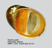Neritina petiti (4)